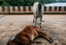 A cow was killed after biting into a mango stuffed with explosives that had allegedly been placed to trap a wild boar. 🚨🥭💥🐄⚠️🌿