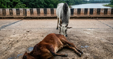 A cow was killed after biting into a mango stuffed with explosives that had allegedly been placed to trap a wild boar. 🚨🥭💥🐄⚠️🌿