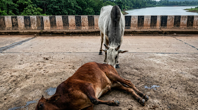 A cow was killed after biting into a mango stuffed with explosives that had allegedly been placed to trap a wild boar. 🚨🥭💥🐄⚠️🌿