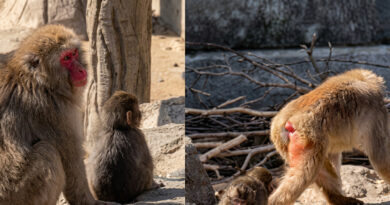 Nine people injured in a monkey attack, triggering panic among local residents. 🐒⚠️🏥🚨