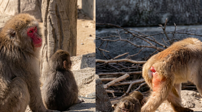 Nine people injured in a monkey attack, triggering panic among local residents. 🐒⚠️🏥🚨