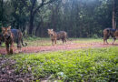 Four melanistic (black) tigers spotted in Similipal Tiger Reserve; rare images captured on camera. 🐅📸