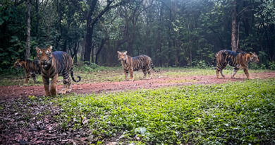 Four melanistic (black) tigers spotted in Similipal Tiger Reserve; rare images captured on camera. 🐅📸