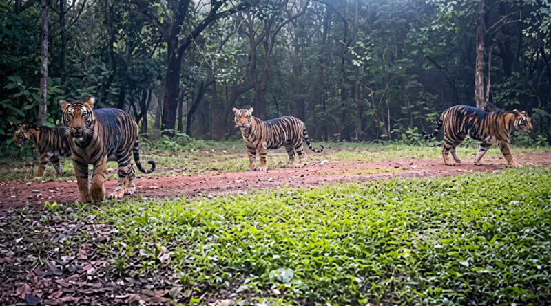 Four melanistic (black) tigers spotted in Similipal Tiger Reserve; rare images captured on camera. 🐅📸