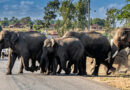 Flyover built for an elephant corridor collapses; locals stage a road blockade alleging poor-quality construction.