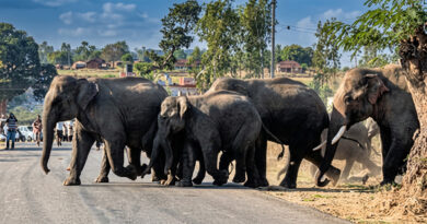 Flyover built for an elephant corridor collapses; locals stage a road blockade alleging poor-quality construction.