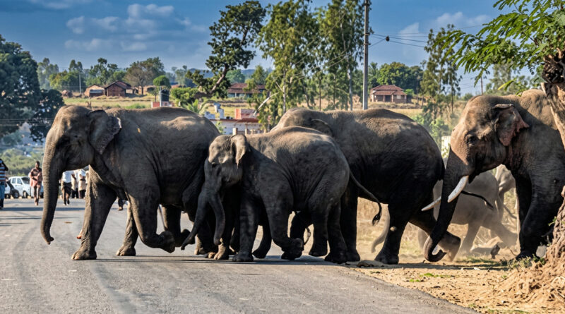 Flyover built for an elephant corridor collapses; locals stage a road blockade alleging poor-quality construction.