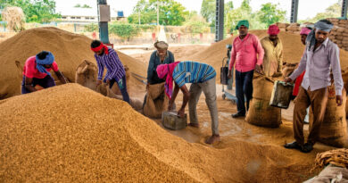 Paddy sprouts in procurement mandis due to delays and adverse conditions, leaving farmers distressed and demanding immediate intervention. 🌾😢🚜⚠️