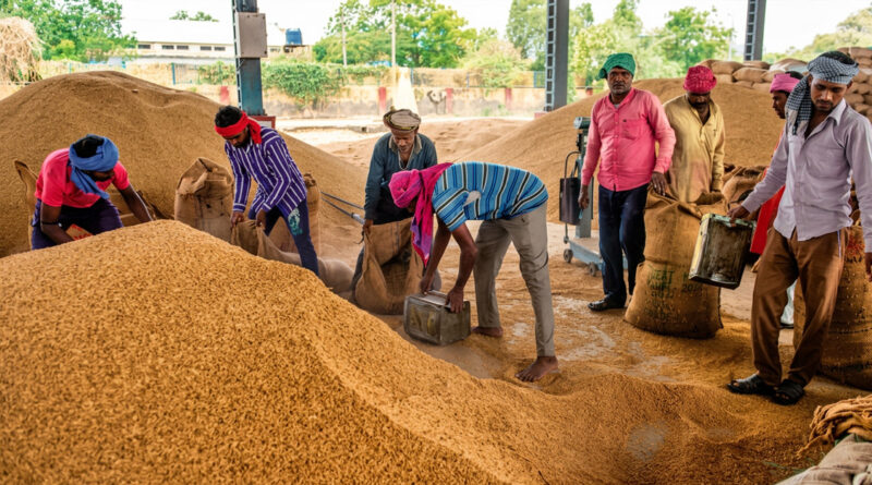 Paddy sprouts in procurement mandis due to delays and adverse conditions, leaving farmers distressed and demanding immediate intervention. 🌾😢🚜⚠️