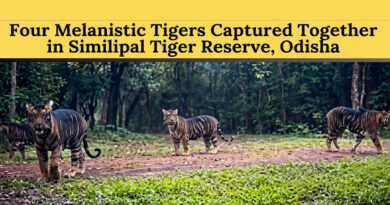 Four black tigers in Similipal caught on camera