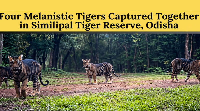 Four black tigers in Similipal caught on camera