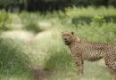 Headless Leopard Carcass Found in MP’s Guna, Poaching Suspected