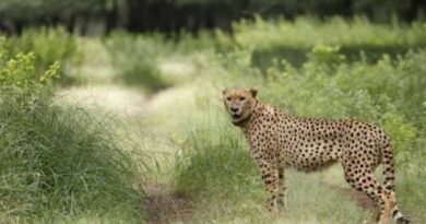 Headless Leopard Carcass Found in MP’s Guna, Poaching Suspected