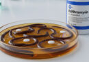 **Worm-infested medicines at the Niramaya Centre; worms found in antibiotic medicines.**