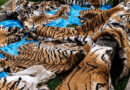 Authorities have seized a tiger skin and arrested two accused in connection with an alleged wildlife trafficking case.