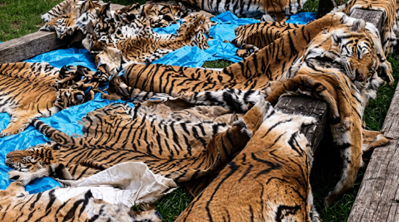 Authorities have seized a tiger skin and arrested two accused in connection with an alleged wildlife trafficking case.
