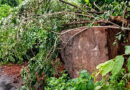 Continuous rainfall in Lamtaput has caused a tree to fall across the road, disrupting traffic and affecting the movement of vehicles.