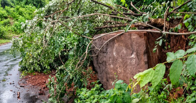 Continuous rainfall in Lamtaput has caused a tree to fall across the road, disrupting traffic and affecting the movement of vehicles.
