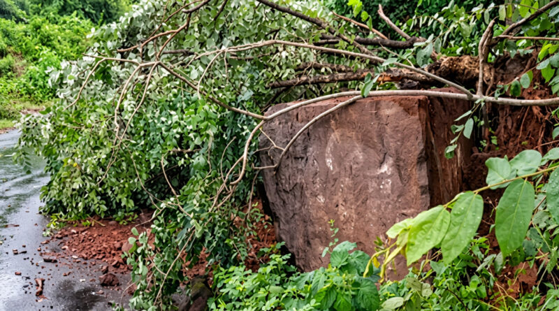 Continuous rainfall in Lamtaput has caused a tree to fall across the road, disrupting traffic and affecting the movement of vehicles.