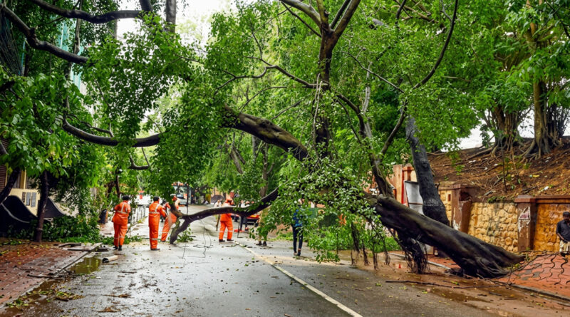 Continuous rainfall caused a tree to fall on a house, damaging the property. The Tahsildar provided tarpaulin sheets to the affected family as immediate relief.