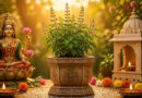 According to Hindu tradition, Goddess Lakshmi is believed to reside in the sacred Tulsi (Holy Basil) plant, making it a symbol of prosperity, purity, and divine blessings. Devotees worship Tulsi to seek peace, wealth, and spiritual well-being.