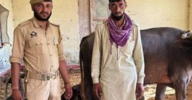 J-K’s Kathua: Police Thwart Cattle Smuggling, Rescue 36 Bovines