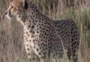 Cheetah Nirva Found Safe in Kuno National Park after 11-Day Search